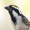 Acacia Pied Barbet