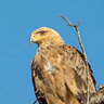 Tawny Eagle