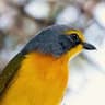 Orange-breasted Bushshrike