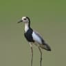 Long-toed Lapwing