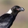 White-necked Raven