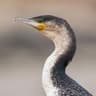 White-breasted Cormorant