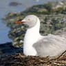 Grey-headed Gull