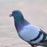 Rock Dove