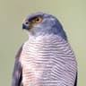 African Goshawk