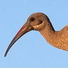 Hadeda (Hadada) Ibis