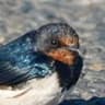 Barn Swallow