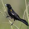 White-winged Widowbird