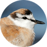 White-fronted Plover