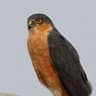 Rufous-breasted Sparrowhawk