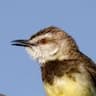 Black-chested Prinia