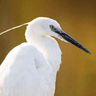 Little Egret