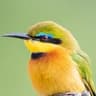 Little Bee-eater