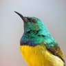 Collared Sunbird