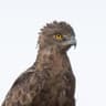 Brown Snake Eagle