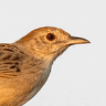 Rattling Cisticola