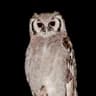 Verreaux's Eagle-Owl