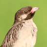 Greater Honeyguide