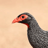 Red-necked Spurfowl