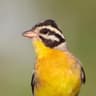 Golden-breasted Bunting