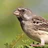 Black-throated Canary
