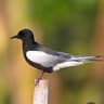 White-winged Tern