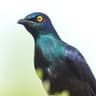Black-bellied Starling