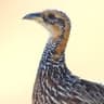 Red-winged Francolin