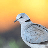 Ring-necked (Cape Turtle) Dove