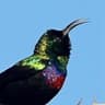 Marico Sunbird