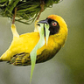 Southern Masked Weaver
