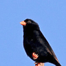 Village Indigobird