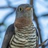 Red-chested Cuckoo