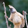 Speckled Mousebird