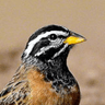 Cinnamon-breasted Bunting