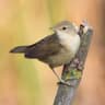 Common Reed Warbler