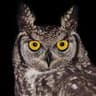 Spotted Eagle-Owl