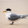 Swift (Greater Crested) Tern