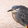 Little (Striated) Heron
