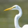 Yellow-billed Egret
